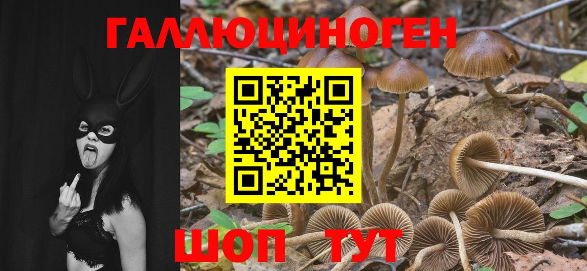 Псилоцибиновые грибы Psilocybe  Вход с VPN  Казань  Псилоцибиновые грибы Cubensis 